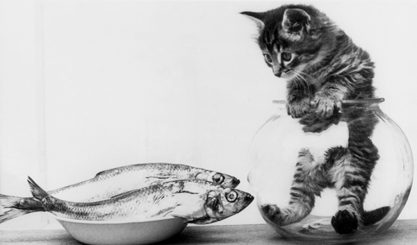Kitten in an aquarium looking at fishes in a plate a 