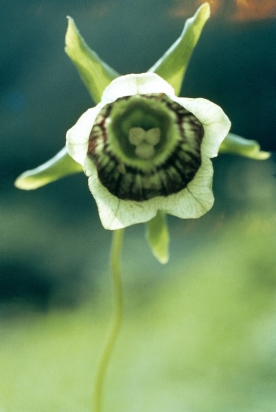 Roundleaf Asiabell (Codonopsis rotundifolia) (photo)  a 