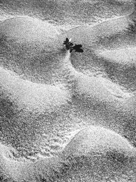 Sand pattern (b/w photo)  a 
