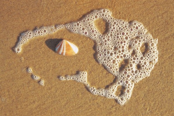 Sea foam and shell on sand near Vishakapatnam (photo)  a 