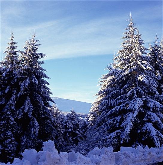 Snow-Covered Fir Trees on the Wicklow Mountains a 