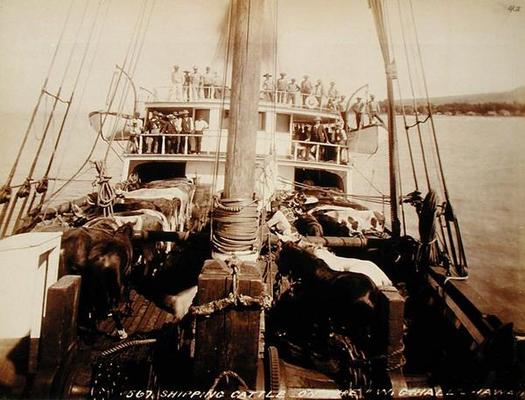 Shipping Cattle on the 'W.G. Hall', Hawaii, 1890s (sepia photo) a 