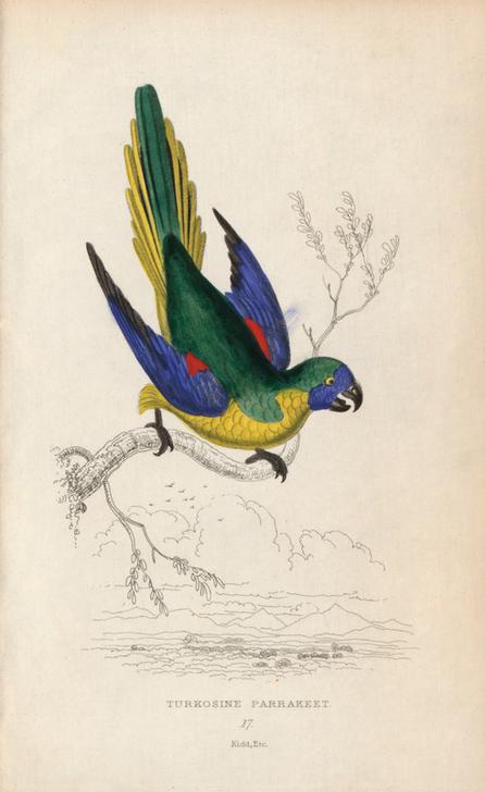 Turquoise parrot, Neophema pulchella. Turkosine parrakeet a 