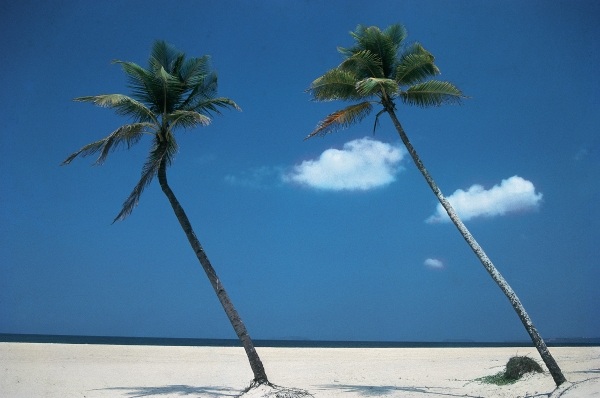 Typical beach of Goa (photo)  a 