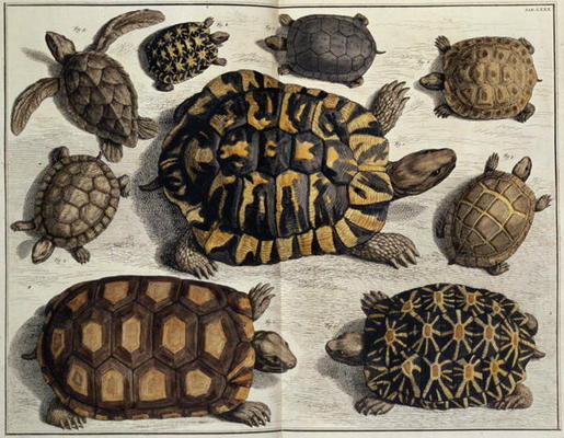 Turtles: from Albert Seba's Locupletissimi Rerum Naturalium, c.1750 (hand coloured engraving) a 