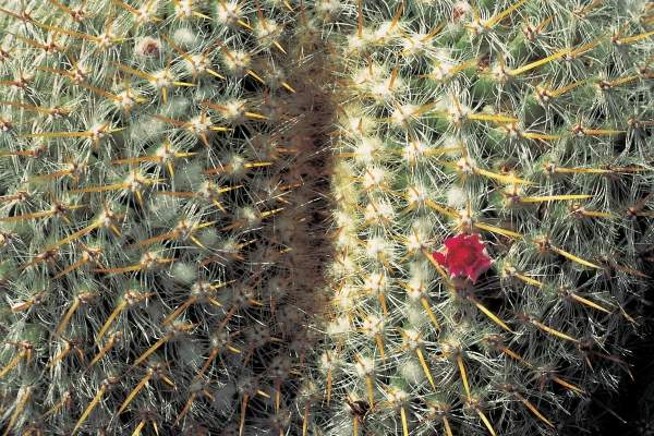 Very unusual cactus formation with red flowers (photo)  a 