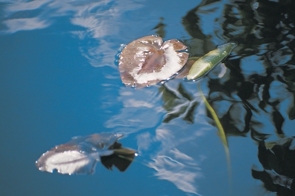 Water lily leaves and reflection of clouds in unknown lake (photo)  a 