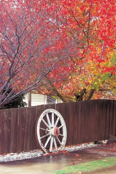 Wheel at wooden wall trees in autumn season (photo)  a 