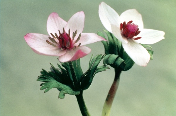 Wood Anemone (Anemone biflora) (photo)  a 