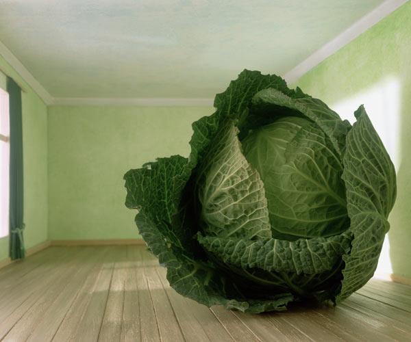 Cabbage (after Magritte) 1995 (colour photo)  a Norman  Hollands