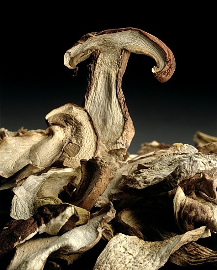 Porcini Mushrooms ''Golgotha'', 1994 (colour photo)  a Norman  Hollands