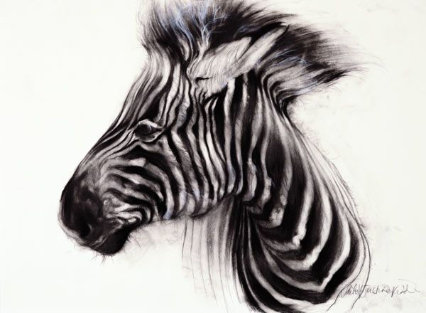 Baby Zebra, 2000 (charcoal on paper)  a Odile  Kidd
