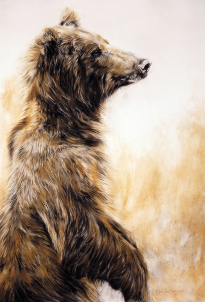 Grizzly Bear 2, 2002 (carbon pencil, charcoal & chalk)  a Odile  Kidd