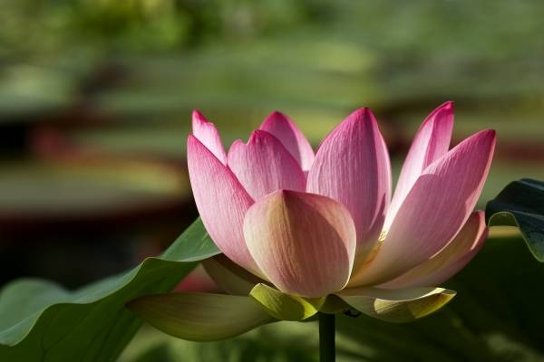 Lotus-Blüte a 