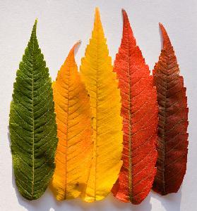 Perché le foglie diventano colorate?
