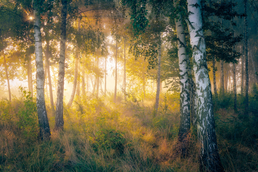 Gold in the forest a Pawel Kado