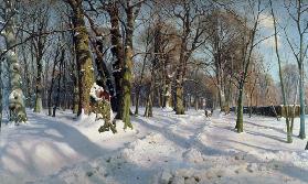 Snowy Winter Forest in the Sunlight