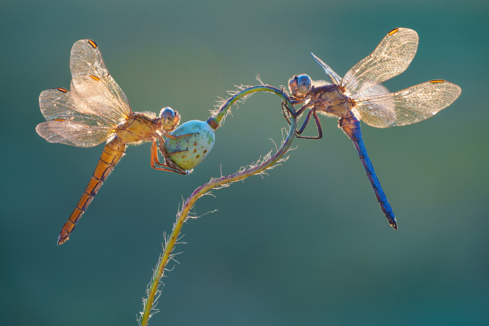 Perfect dragonflies a Petar Sabol
