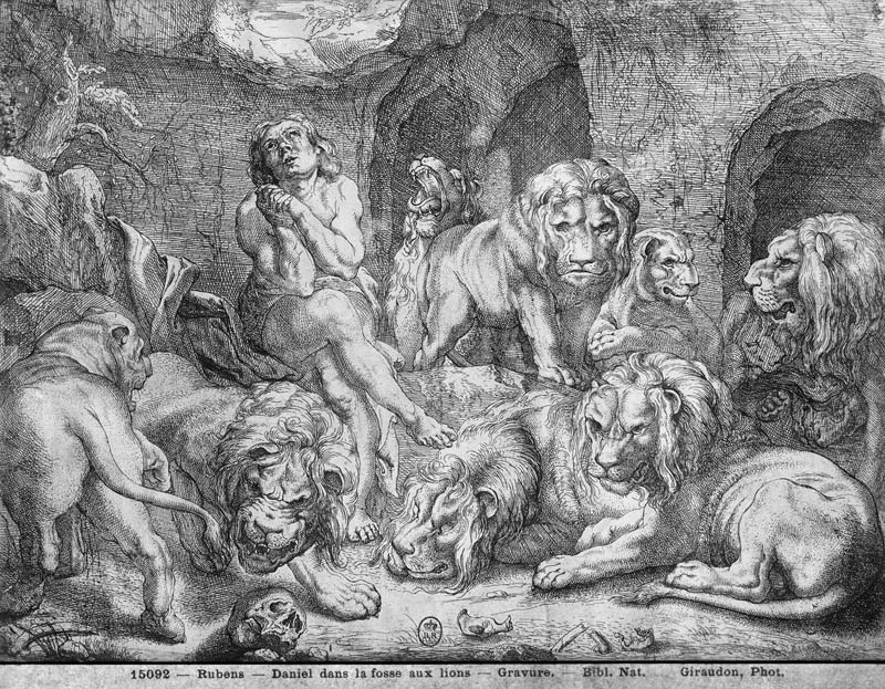 Daniel in the lions'' den a Peter Paul Rubens