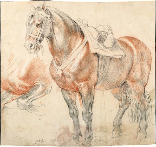 Saddled Horse a Peter Paul Rubens