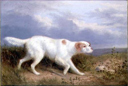 A Setter on the Moor a Philip Reinagle