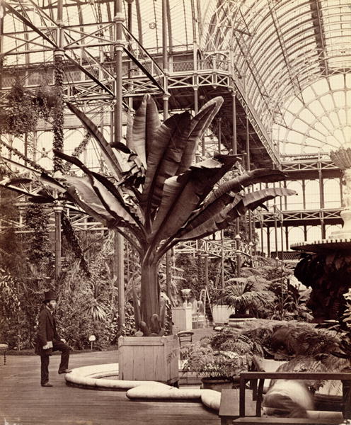 Tropical Plants in the Egyptian Room, Crystal Palace, Sydenham, 1854 (b/w photo)  a Philip Henry Delamotte