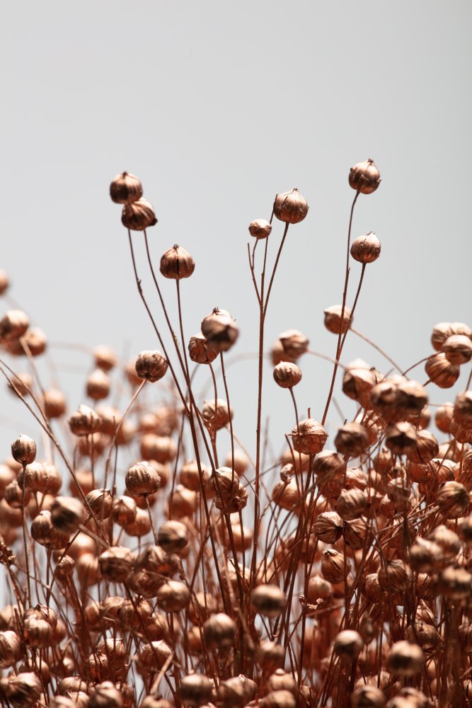 Dried Grass Copper 02 a Pictufy Studio III