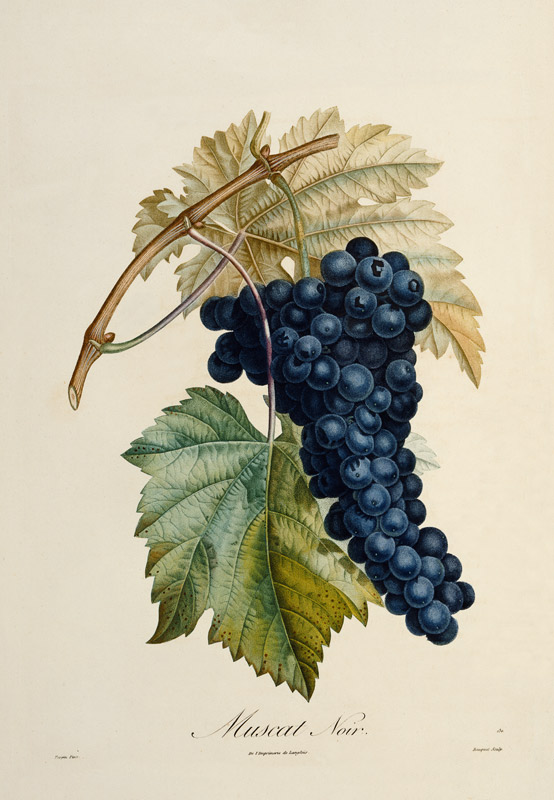 Blue grape Muscat Noir a Pierre Jean François Turpin