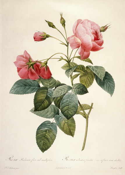 Rosa reclinata flore sub mutiplici a Pierre Joseph Redouté