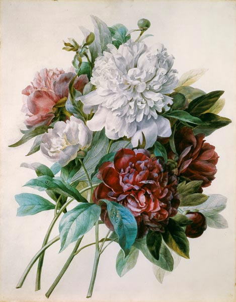 Strauss of red, purple and white peonies a Pierre Joseph Redouté