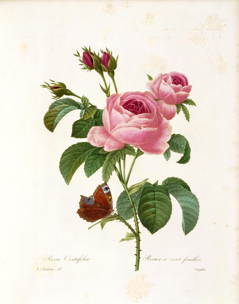 Rosa Centifolia a Pierre Joseph Redouté