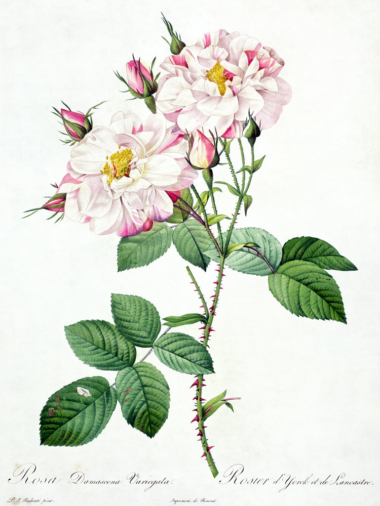 Rosa damascena variegata (York and Lanca - Pierre Joseph Redouté come  stampa d\'arte o dipinto.