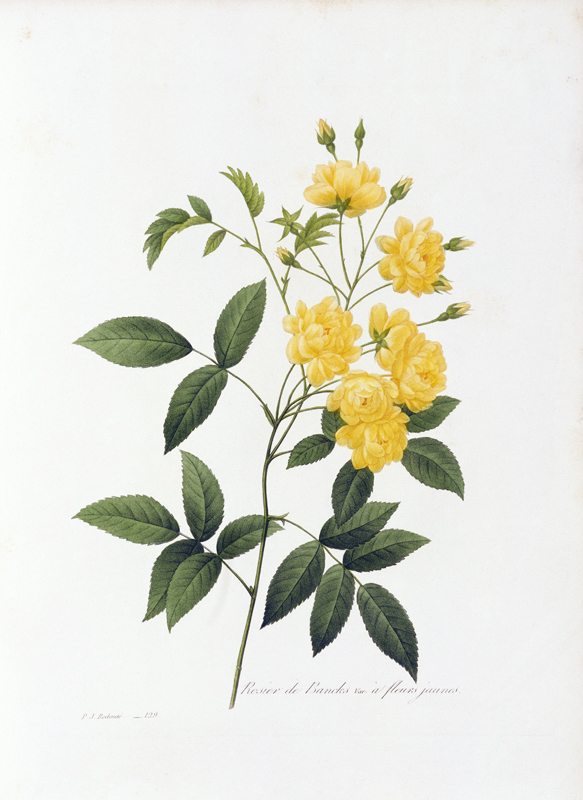 Yellow Lady Banks Rose / Redouté 1835 a Pierre Joseph Redouté