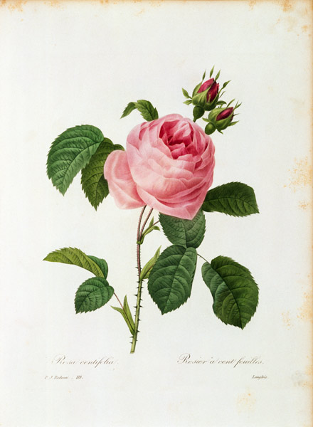 Cabbage Rose / Redouté 1835 a Pierre Joseph Redouté