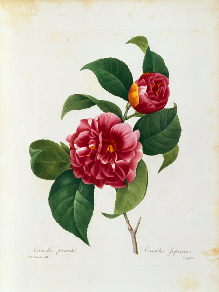 Camellia / Redouté a Pierre Joseph Redouté