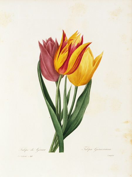 Didier s tulip / Redouté a Pierre Joseph Redouté