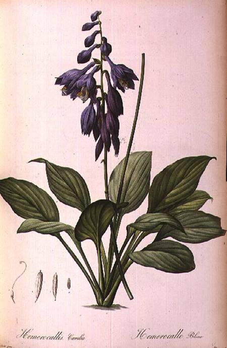 Hemerocallis Caerulea, from `Les Liliacees' a Pierre Joseph Redouté