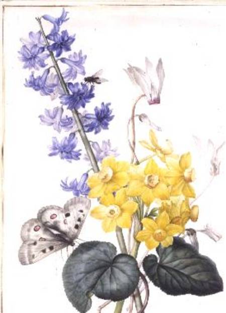 Hyacinth, Cyclamen and Narcissi a Pierre Joseph Redouté