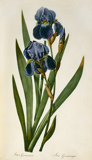 Iris Germanica, from `Les Liliacees' a Pierre Joseph Redouté