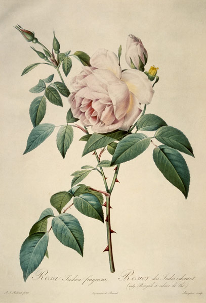 Rosa chinensis and Rosa gigantea, from 'Les Roses' a Pierre Joseph Redouté