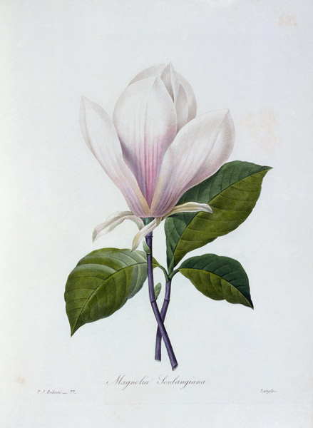 Magnolia / Redouté a Pierre Joseph Redouté
