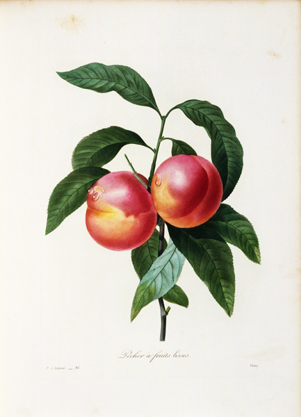 Nectarine / Redouté a Pierre Joseph Redouté