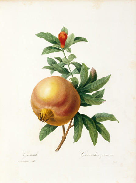 Pomegranate / Redouté a Pierre Joseph Redouté