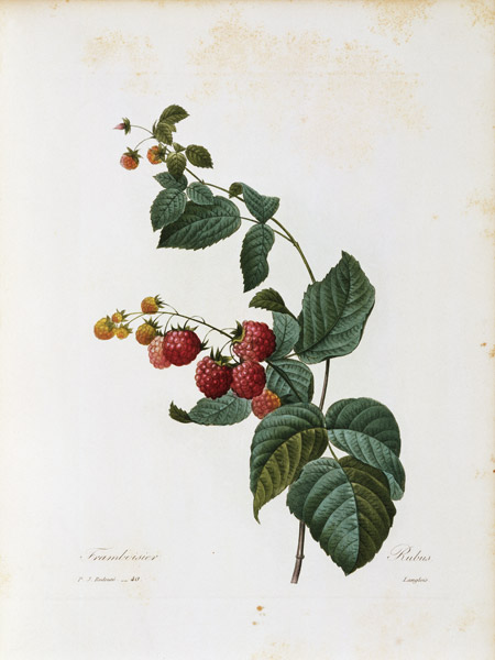 Raspberry / Redouté a Pierre Joseph Redouté