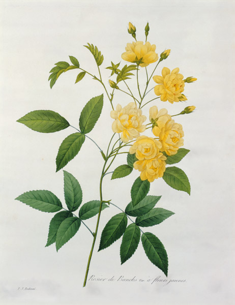Rosa banksiae (Banks's rose), from 'Choix des Plus Belles Fleurs' a Pierre Joseph Redouté