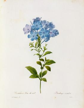 Leadwort / Redouté