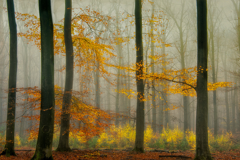 The latest autumn colors ............. a Piet Haaksma