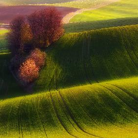 Green fields