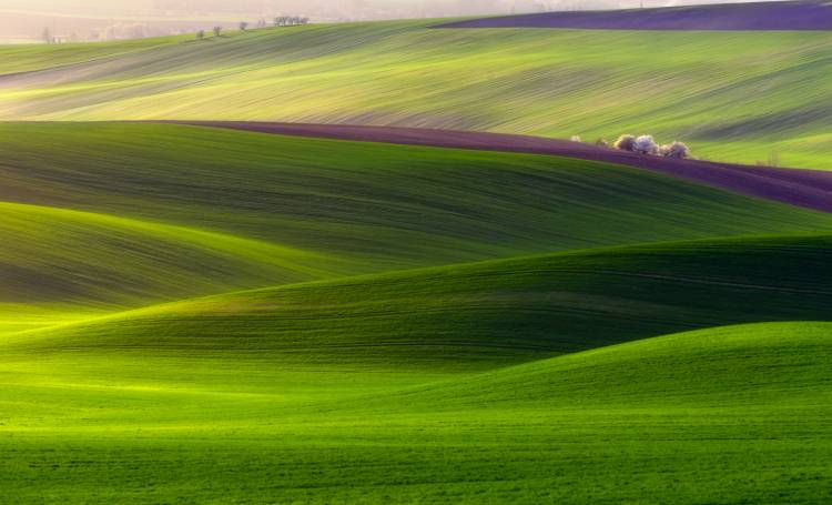 Paese verde a Piotr Krol (Bax)