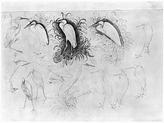 Fourteen egrets, from the The Vallardi Album (pen, ink & w/c on paper) a Pisanello